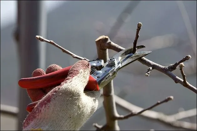 TMI: 나무는 가지치기를 잘 해야 새로운 가지를 만들고 더 튼튼하게 자라난다고 하네요.